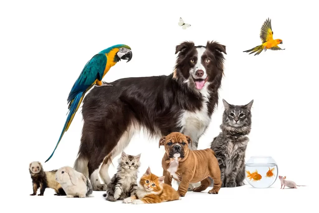 Understanding and Creating Pet Trusts in New York